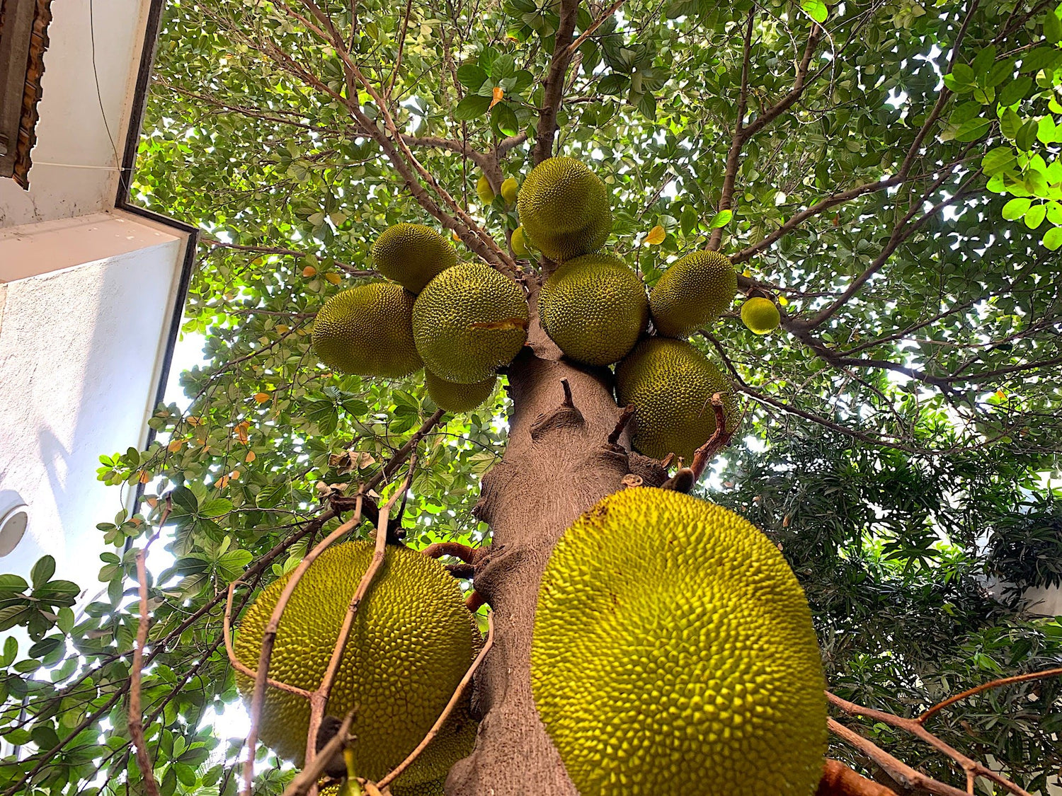 Chakka Varatti (Jackfruit Preserve / Halwa)
